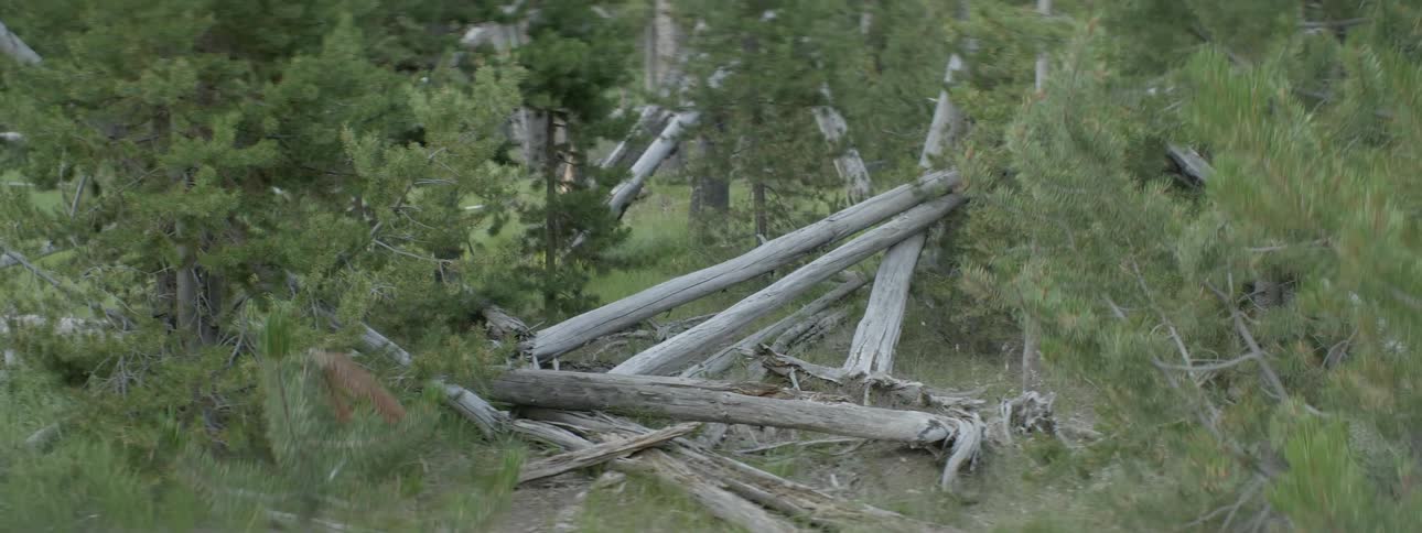 Fallen tree trunks in a forest
