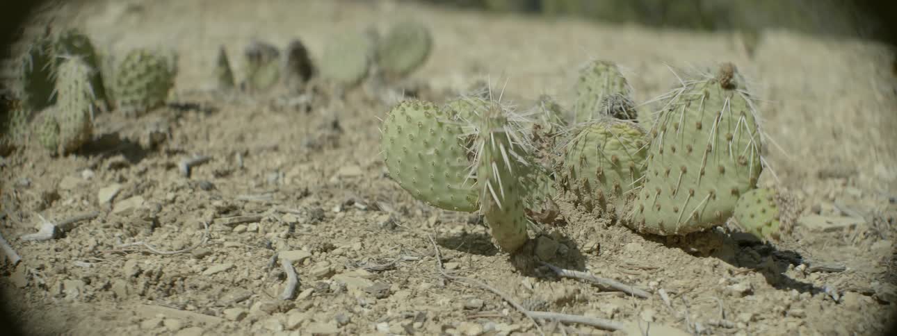 Several green, prickly cacti sit among the small rocks on the ground