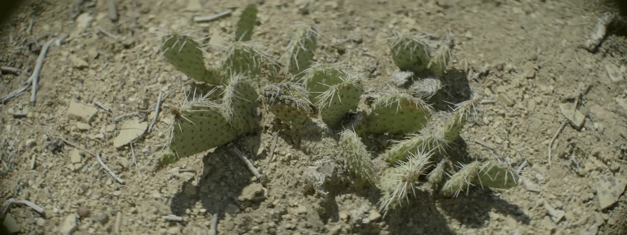 Small cactus are in the dirt