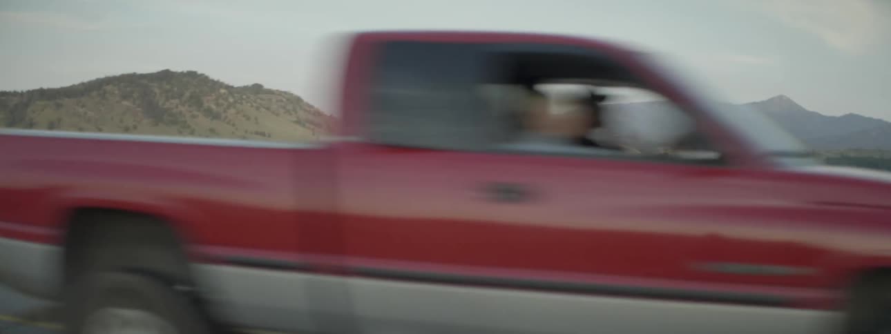 Cars pass by buffalo in a field
