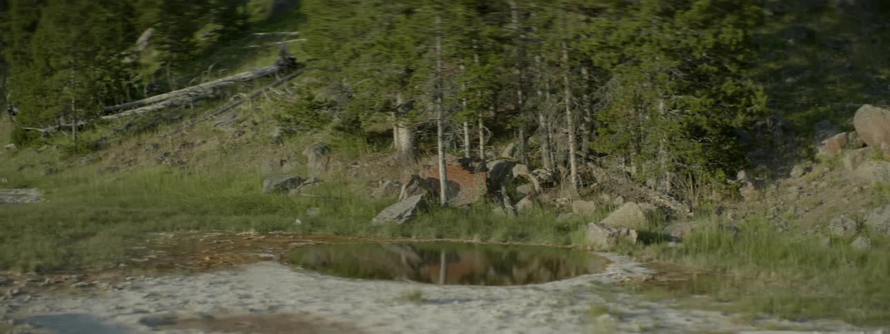 Trees surround a large puddle in the woods