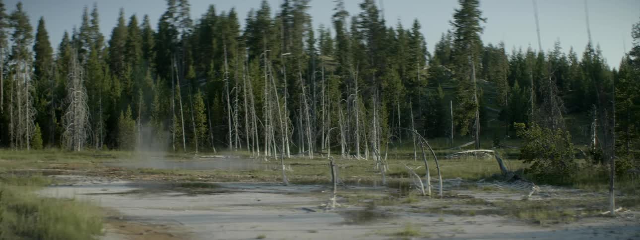 A row of trees are past this swamp