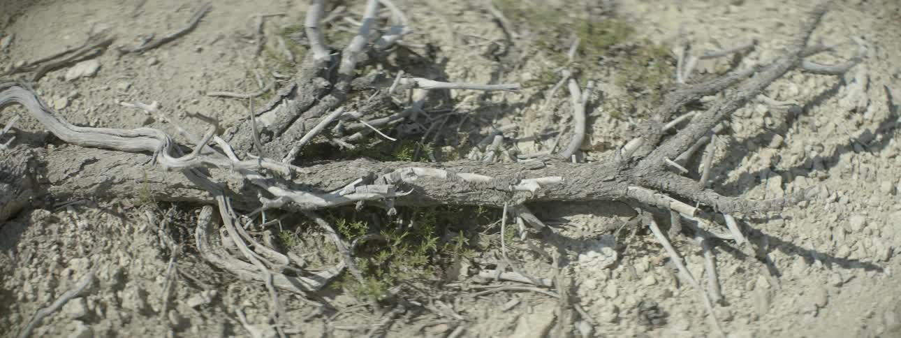 A tree branch lays on the ground