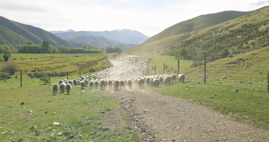 A herd of sheep run down a dirt road on fenced farmland