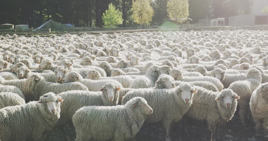 Dense flock of sheep gathered in a field under the gentle evening light