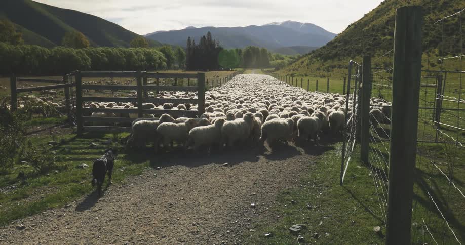 Flock of sheep being guided by a dog on a country road