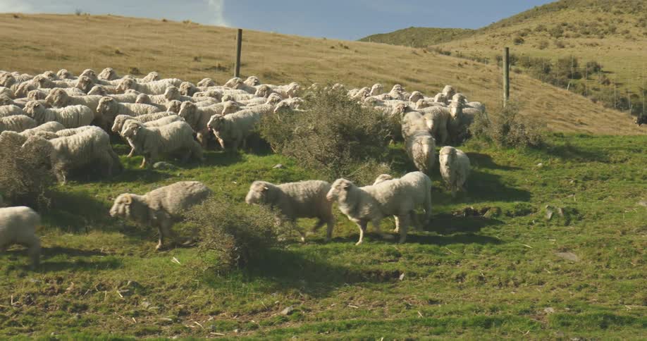 Flock of sheep walks across grassy hillside under blue sky in sunny rural setting