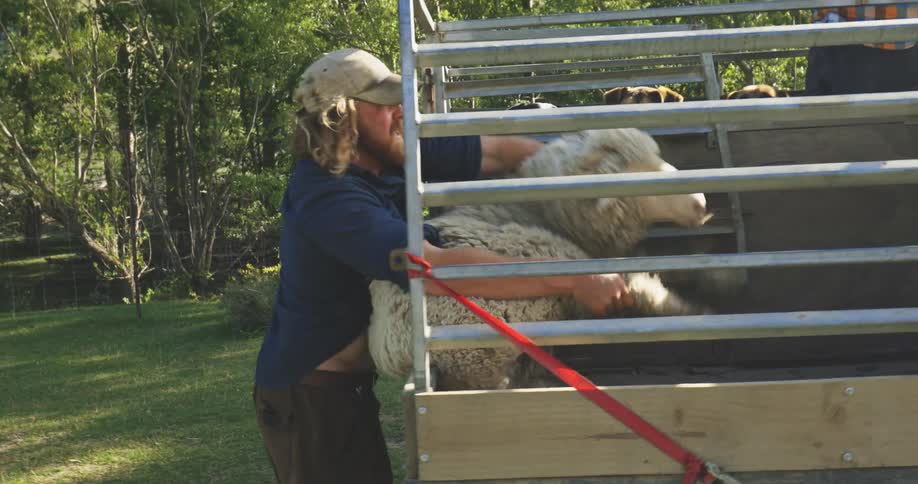 A man picking up a sheep lying on the ground and placing it in the bed of a truck with two dogs near the sheep already in the truck