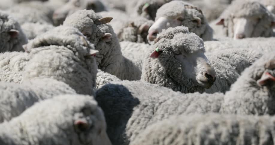 Flock of sheep outdoors during day time