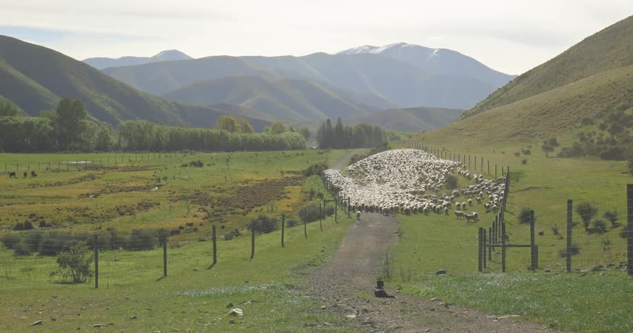 A large herd of sheep moves quickly down a fenced dirt road between two grassy hills toward the foreground with a wide valley and layered mountains visible in the distance
