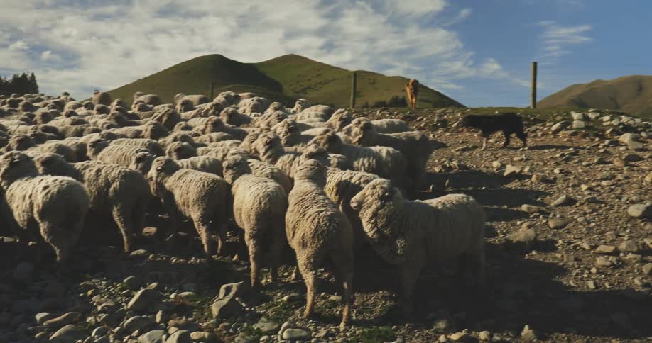 Sheep move in a dense group along rocky trail in mountainous area under daylight