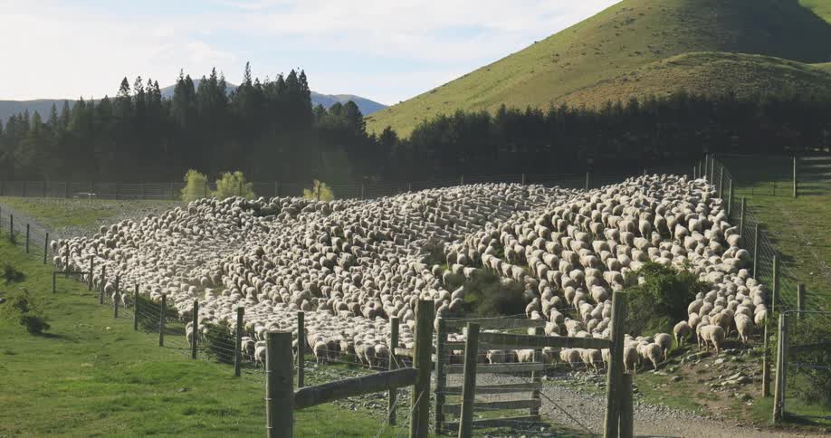 Flock of sheep gathers in a pen surrounded by green hills