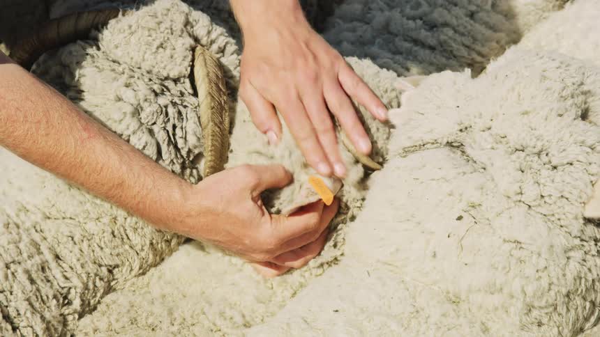 A farmer checks a sheeps thick fleece under bright sunlight