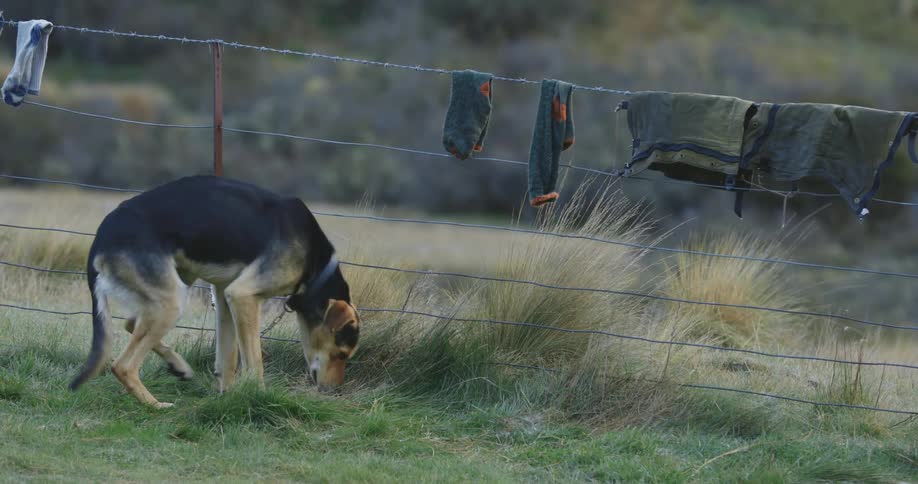Dog lying on the grass next to a barbed wire fence with clothes