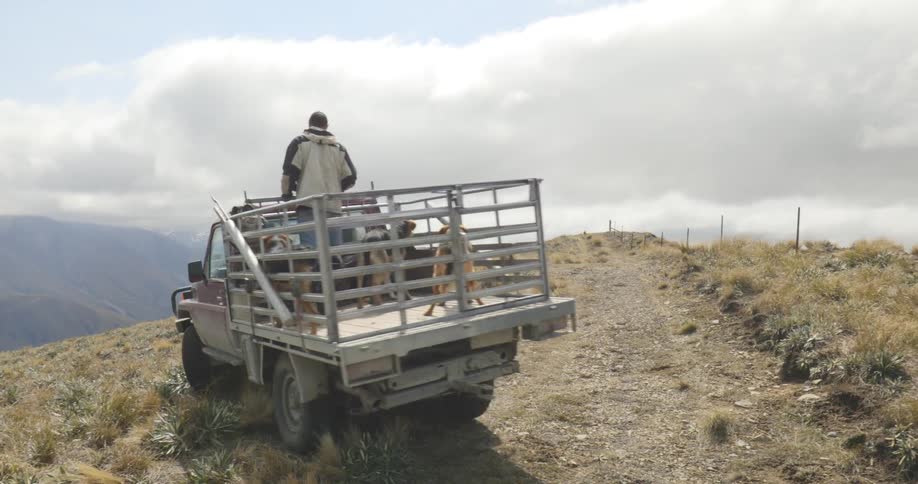 The truck drives close to the cliff with dogs in the back