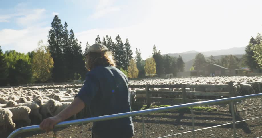 A farmer lets his sheep out of the pasture