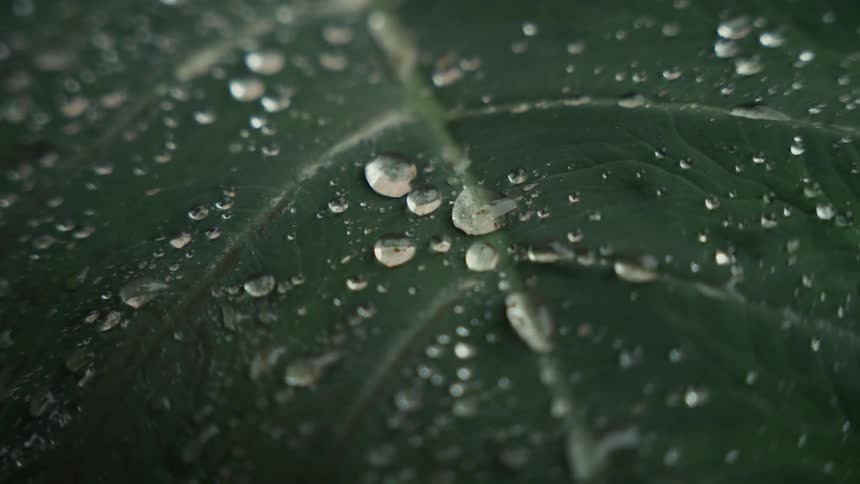 Glistening water droplets both large and small rest on the textured dark green surface of a large leaf reflecting the soft diffused light