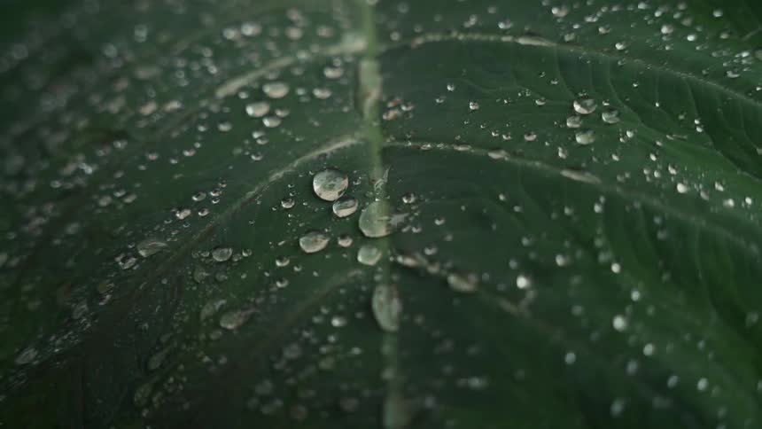 The video is an extreme closeup of a dark green leaf with a prominent central veinthe leaf is covered in numerous small clear droplets of water which glisten and magnify the surface texture suggesting recent rain or heavy dew