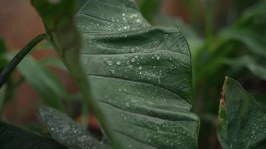 Raindrops rest on a green leaf highlighting its natural texture