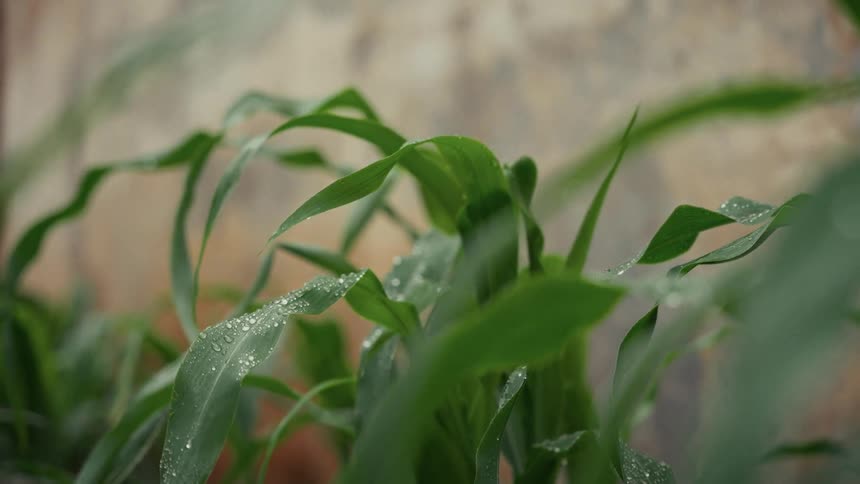 Glistening water droplets rest on the long green leaves of a plant as it sways gently against a soft outoffocus background
