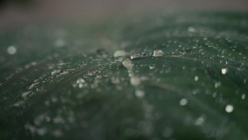 Close up of rainwater droplets on a green plant leaf outdoors during daytime