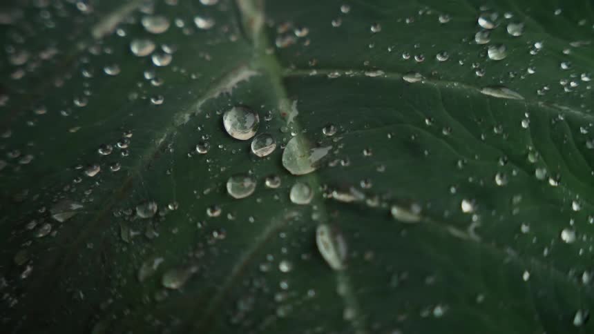 Droplets on a leaf