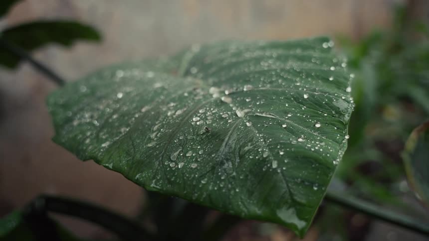 This is a closeup shot of a dark green leaf lying on a surface completely covered in numerous clear water droplets the droplets vary in size showing the hydrophobic nature of the leafs surface as they bead up and cling to the plant