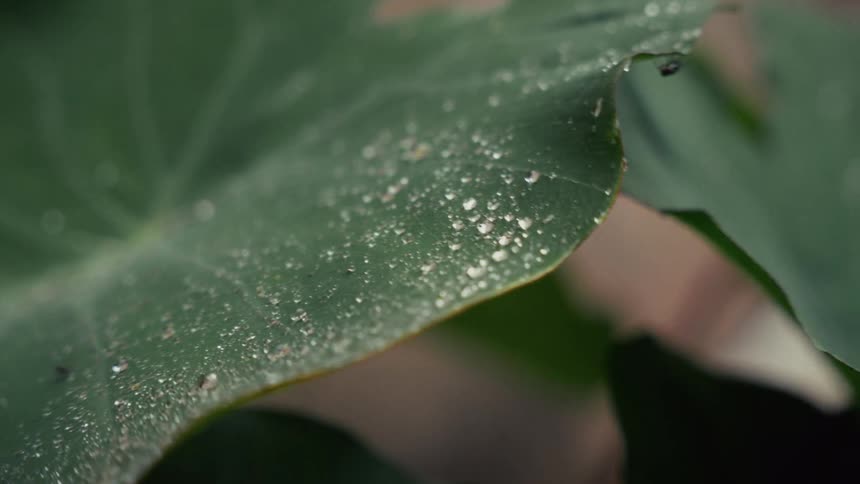 A garden at midday glistens with freshness as raindrops rest gently atop a plant leaf shimmering in the sunlight
