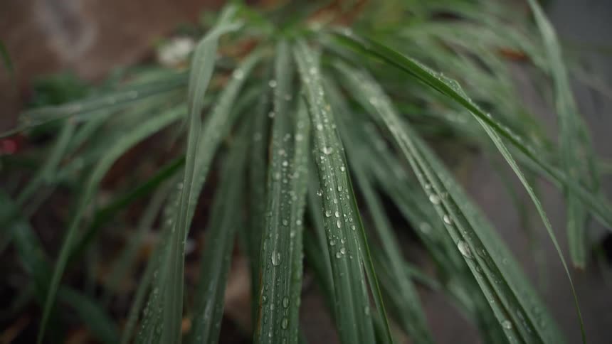 Glistening water droplets cover the long thin leaves of a green plant as it bobs gently in the breeze against a dark blurred background