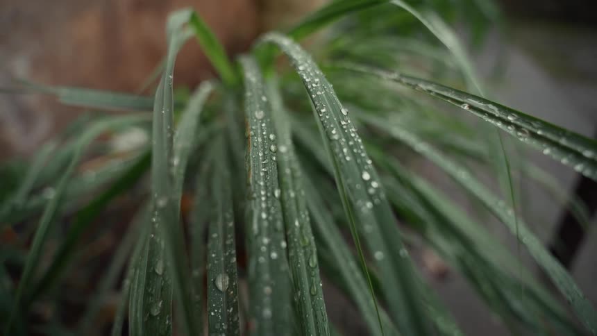 Raindrops lined along the long leaves of a tropical plant