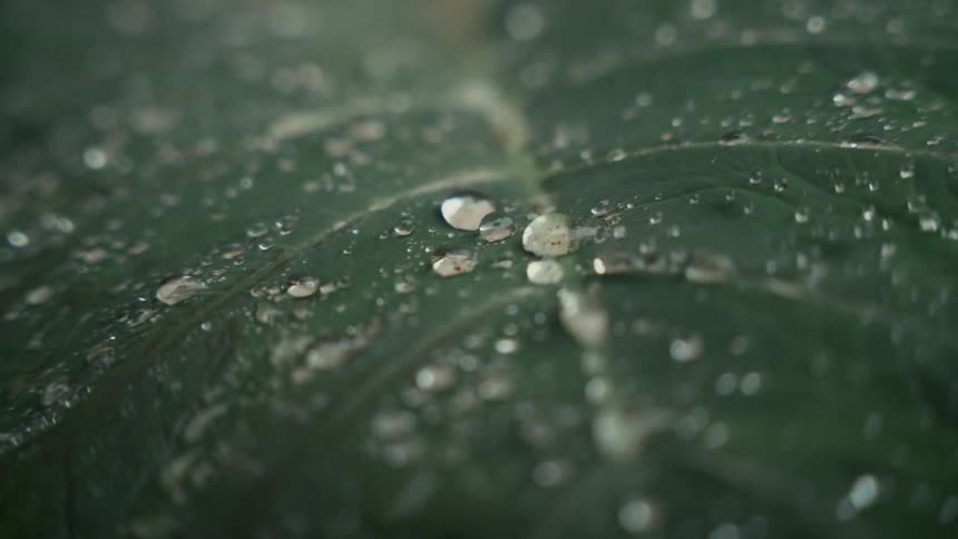 Water droplets on a leaf