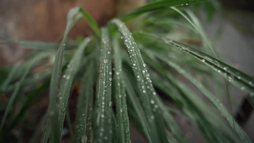 A plant with long narrow leaves has drops of dew