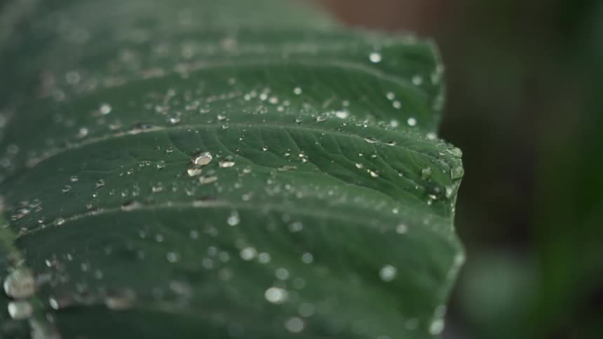 Water droplets scattered across a green leaf