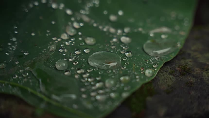 This is a closeup shot of a dark green leaf lying on a surface completely covered in numerous clear water droplets the droplets vary in size showing the hydrophobic nature of the leafs surface as they bead up and cling to the plant