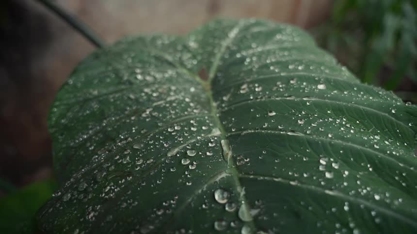 A large dark green leaf is covered in sparkling water droplets after rain