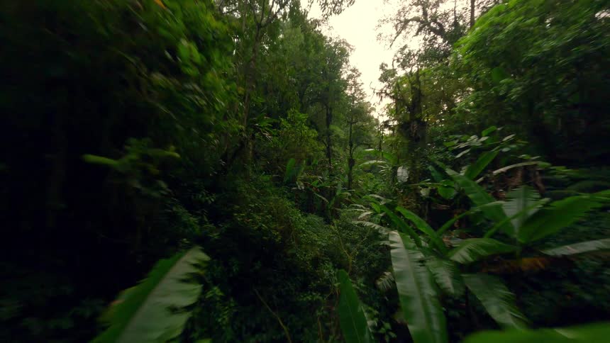 The video is a firstperson pointofview pov shot moving quickly through a dense overgrown jungle or rainforest environmentthe path is surrounded on all sides by vibrant green foliage large leaves and tall dark trees suggesting a deep