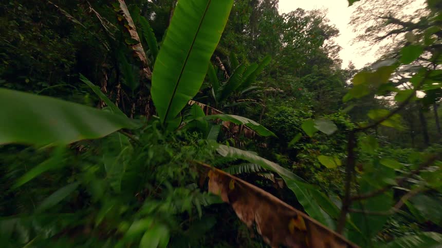 The camera moves slowly through a lush dark green jungle or forest filled with dense foliage and tall trees the lighting is overcast and soft suggesting a cloudy day or a deeply shaded environment