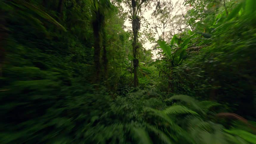 Green trees and vegetation in a tropical rain forest during daytime