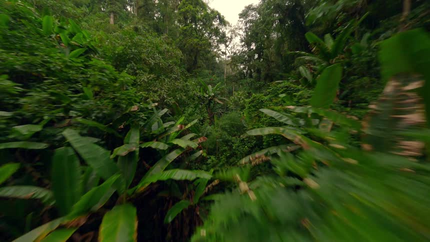 A camera moves quickly forward through a dense green jungle passing layers of wet tropical foliage and large banana plant leaves with the bright sky visible above the tree canopy