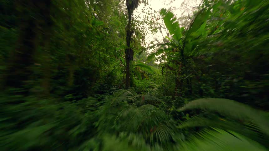 Lush vegetation covers the ground and canopy of the tropical rainforest with broad banana leaves in the foreground