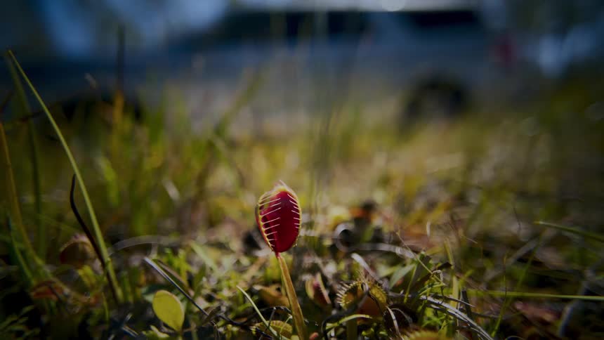 A venus fly trap in nature