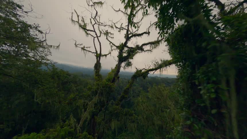 Dense vegetation with branches and moss in the tropical forest