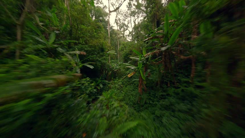 Lush green foliage in the tropical forest