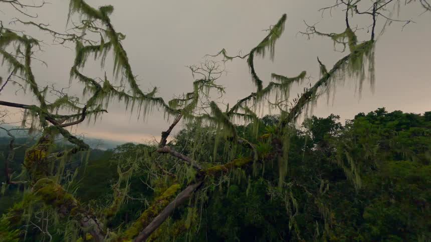A drone shot flies slowly past trees draped in long flowing green moss in a dense cloudy forest or jungle the scene is misty and overcast giving the environment an eerie mysterious and highly saturated green look