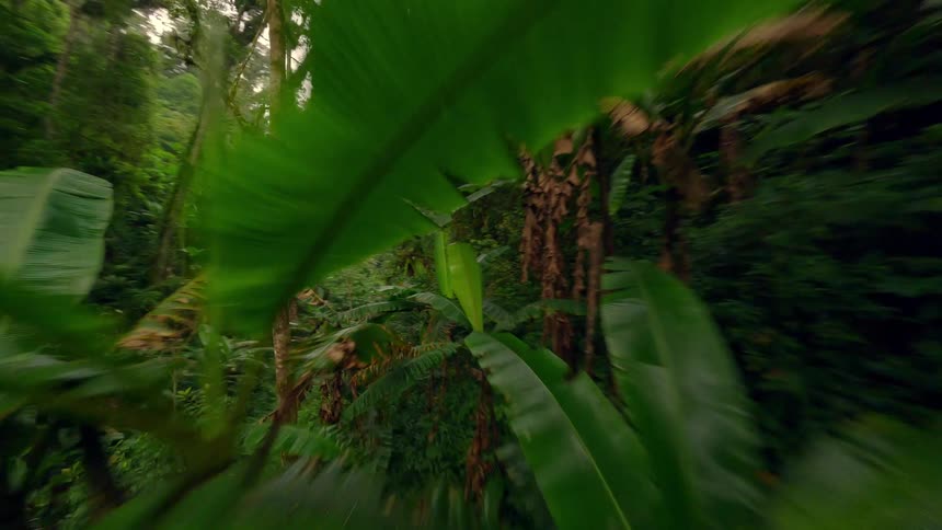 Dense tropical vegetation with large green leaves and tall trees