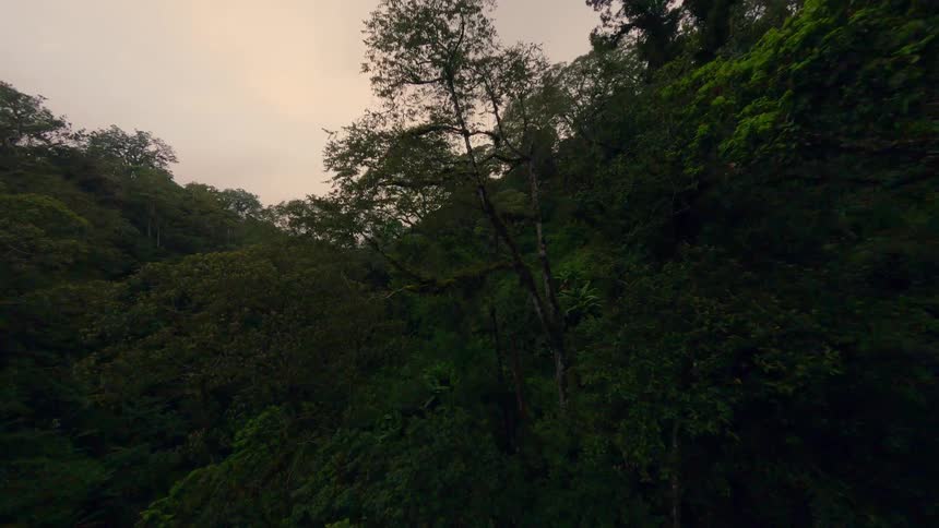 The forest is full of tall tree