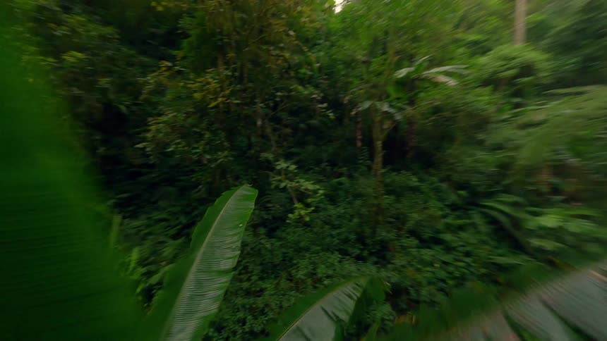 An aerial shot floats smoothly forward through a dense lush jungle passing large leaves and thick green foliage under a bright overcast sky
