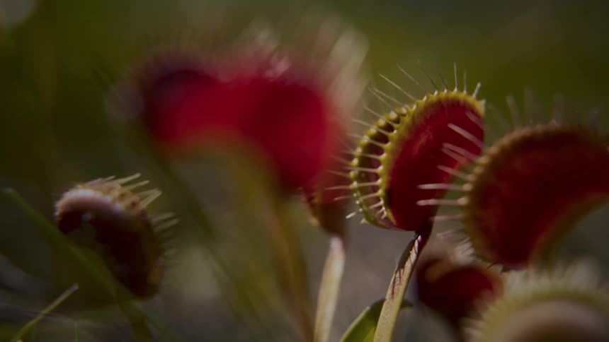 A closeup shot focuses on the open reddishpink trap of a venus flytrap its spiky edges highlighted by bright sunlight as other traps blur softly in the background