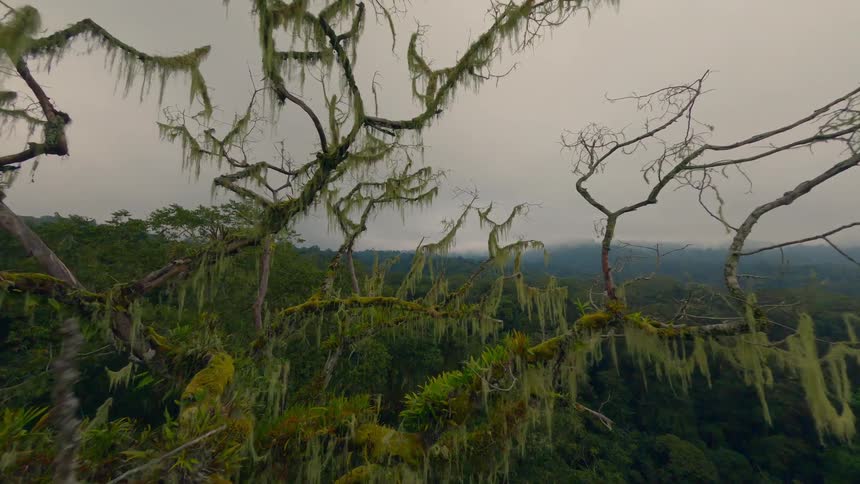 An aerial shot flies through a dense forest canopy orbiting a large gnarled tree draped in long hanging moss and revealing a vast misty valley under an overcast sky