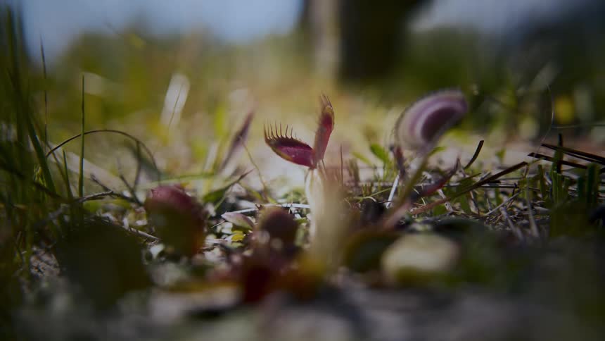 A person wearing sneakers walks past a grass plant in a sunlit grassland at midday surrounded by open nature